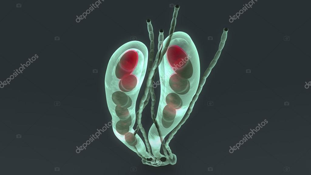  Ascospores  ascomycetes fungi  spores  Stock Photo 