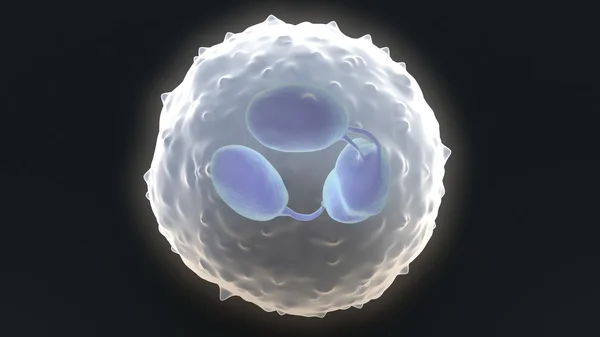 白血细胞 — 图库照片