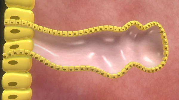 Blastocyst masuk dalam endoderm — Stok Foto