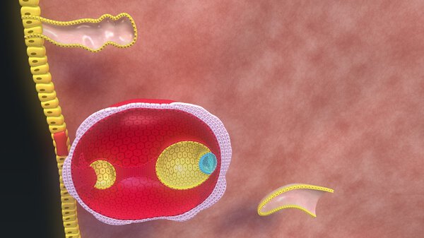 Blastocyst entering in endoderm