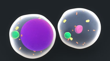 yağ hücreleri anatomisi