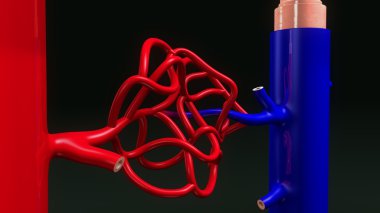 arter ve ven bölüm anatomisi