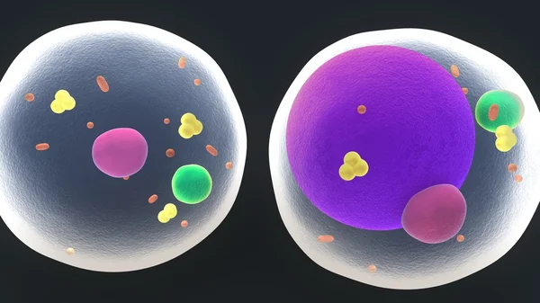 Fat cells anatomy — Stock Photo, Image