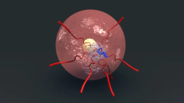 Blastocyst endoderm에서 입력 — 스톡 사진