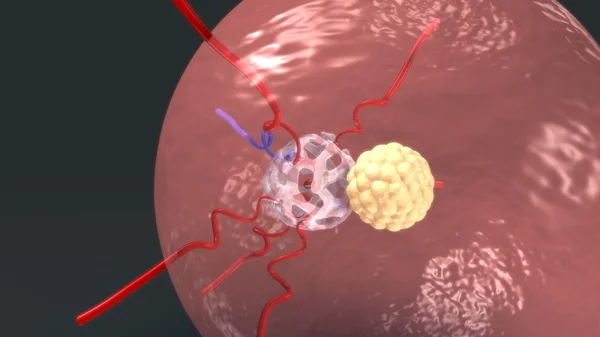 Blastocisti che entrano nell'endoderma — Foto Stock