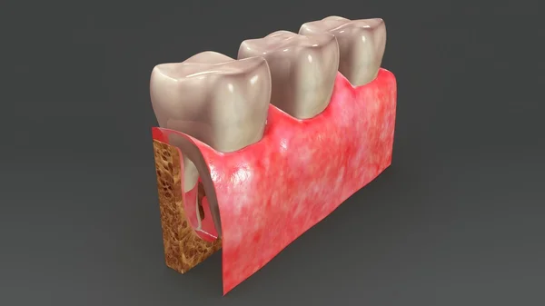 人类的牙齿解剖 — 图库照片