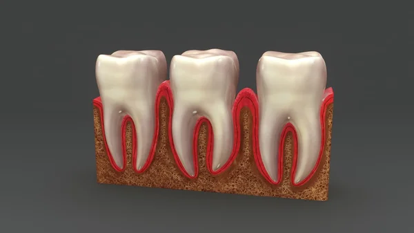 Anatomía de los dientes humanos — Foto de Stock