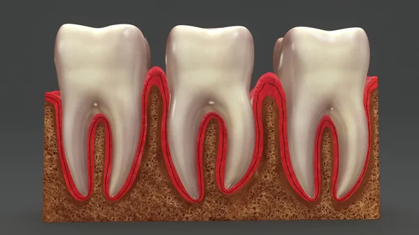 Anatomía de los dientes humanos — Foto de Stock