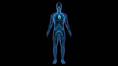 Dolaşım sistemi (ayrıca kardiyovasküler sistem ya da vasküler sistem olarak da bilinir), kanın besin, oksijen, karbondioksit, hormonlar ve kan hücrelerinin vücuttaki hücrelere taşınmasına ve dolaşmasına izin veren bir organ sistemidir..