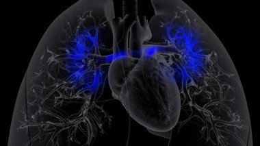 Kalp ciğerlere Deoksijenli kan pompalıyor.