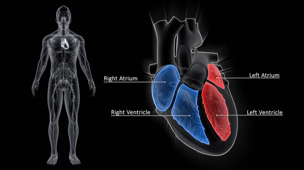 Srdce Skládá Čtyř Komor Kterých Proudí Krev Krev Vstupuje Pravé — Stock fotografie