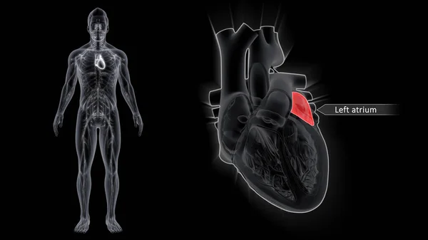 Atria Stand Upper Chambers Heart While Ventricles Lower Chambers Atria — Stock Photo, Image