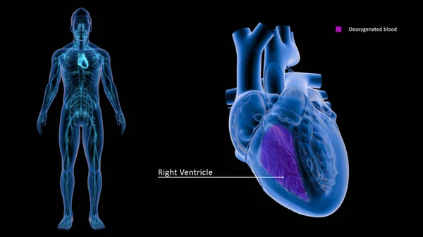 Las Aurículas Representan Las Cavidades Superiores Del Corazón Mientras Que — Foto de Stock