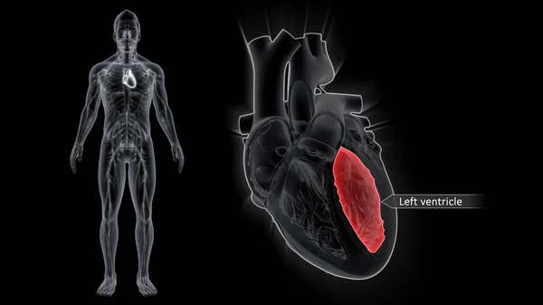 Sol Ventrikül Kalp Odacıklarının Kalındır Vücudun Her Yerindeki Dokulara Oksijenli — Stok fotoğraf