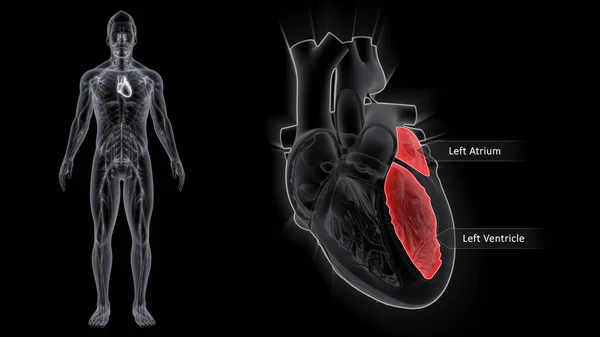 心房是心脏的上房 而心室是下房 其他事项心房是脱氧血液的受体 而心室则从左心房接受血液 并迫使其进入主动脉 — 图库照片