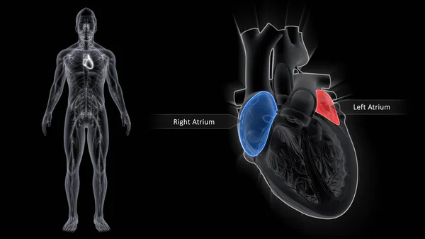 Las Aurículas Representan Las Cavidades Superiores Del Corazón Mientras Que — Foto de Stock