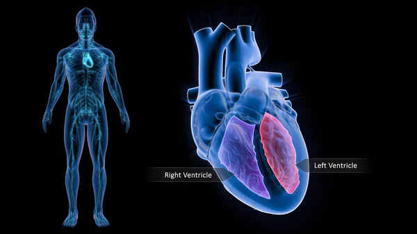 心房是心脏的上房 而心室是下房 其他事项心房是脱氧血液的受体 而心室则从左心房接受血液 并迫使其进入主动脉 — 图库照片