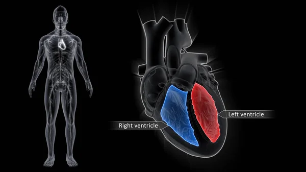 Gli Atri Rappresentano Camere Superiori Del Cuore Mentre Ventricoli Sono — Foto Stock