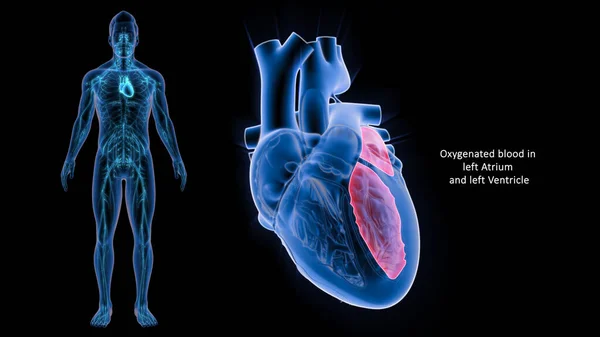 Atria Stand Upper Chambers Heart While Ventricles Lower Chambers Atria — Stock Photo, Image