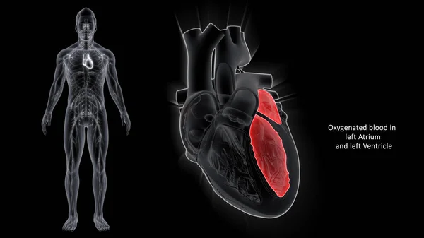 Atria Stand Upper Chambers Heart While Ventricles Lower Chambers Atria — Stock Photo, Image