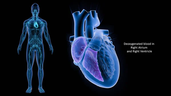 Sang Désoxygéné Dans Atrium Droit Ventricule Droit — Photo