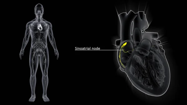 정맥동 Sinoatrial Node Node 수축을 자극하기 전기적 자극을 시작하는 구조로 — 스톡 사진