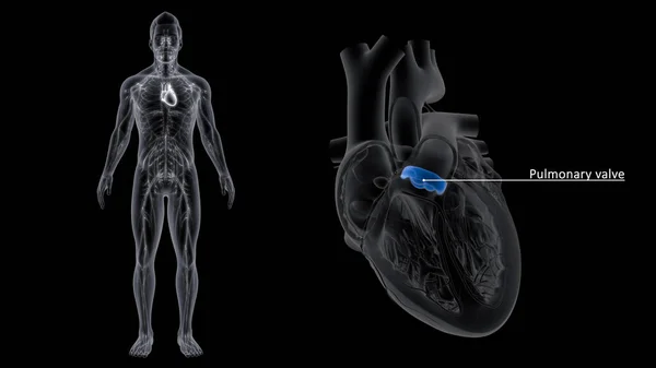 肺弁は通常 心臓の右室から肺までの一方向のドアのように機能します — ストック写真