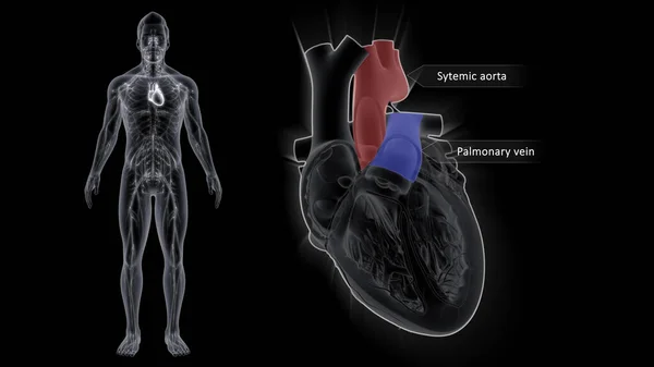 Veias Pulmonares São Veias Que Transferem Sangue Oxigenado Dos Pulmões — Fotografia de Stock