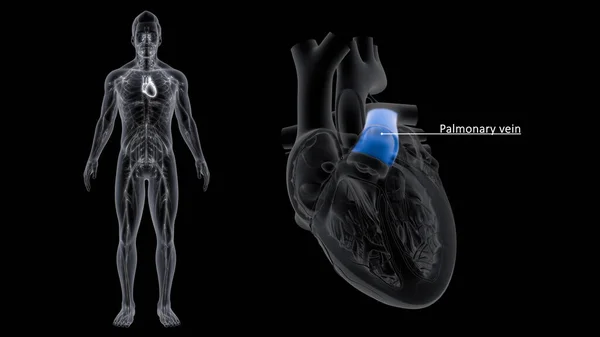Plicní Žíly Jsou Žíly Které Přenášejí Okysličenou Krev Plic Srdce — Stock fotografie