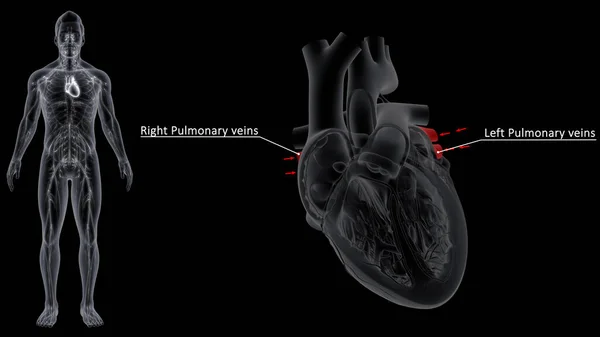 肺静脈は肺から心臓に酸素化された血を移す静脈である 最大の肺静脈は4つの主な肺静脈で それぞれの肺から2つずつ心臓の左房に排出されます — ストック写真