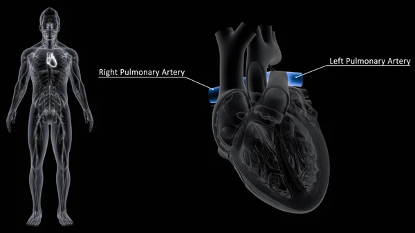 肺動脈は心臓の右側から肺の毛細血管まで血を運ぶ血管です — ストック写真
