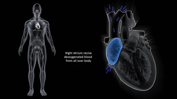 Pravé Atrium Přijímá Deoxygenovanou Krev Celého Těla — Stock fotografie