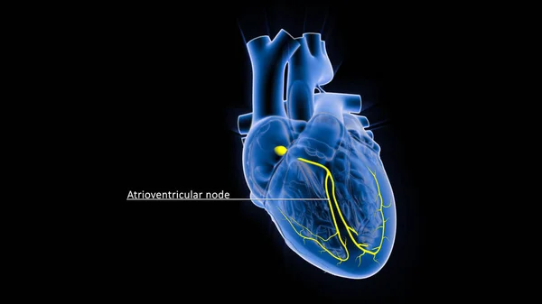 The AV node, which controls the heart rate, is one of the major elements in the cardiac conduction system. The AV node serves as an electrical relay station, slowing the electrical current sent by the sinoatrial (SA) node.