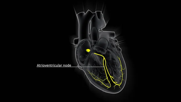 心拍数を制御するAvノードは 心臓伝導システムの主要な要素の1つです Avノードは電気リレーステーションとして機能し 絶縁体 ノードによって送信される電流を遅くします — ストック写真