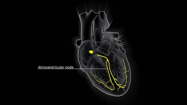 Csomópont Amely Szabályozza Pulzusszámot Egyik Eleme Szív Vezetési Rendszer Csomópont — Stock Fotó