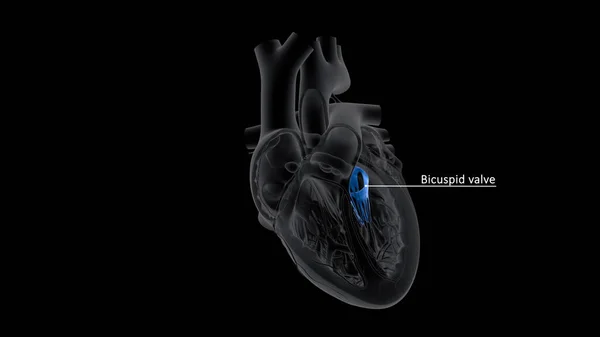 Eine Bikuspide Aortenklappe Ist Eine Aortenklappe Die Zwei Statt Drei — Stockfoto