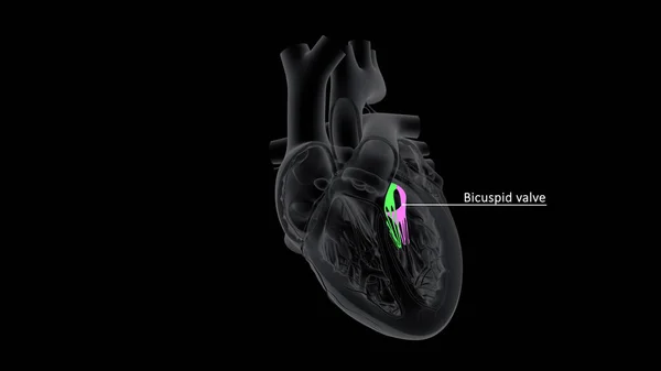 Eine Bikuspide Aortenklappe Ist Eine Aortenklappe Die Zwei Statt Drei — Stockfoto