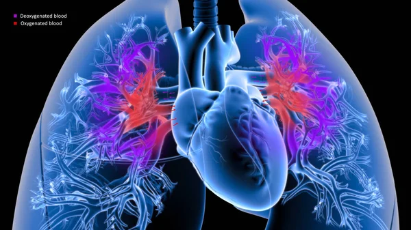 Kalp Ciğerlerden Oksijenli Kan Alıyor Ciğerlere Deoksijenli Kan Pompalıyor — Stok fotoğraf