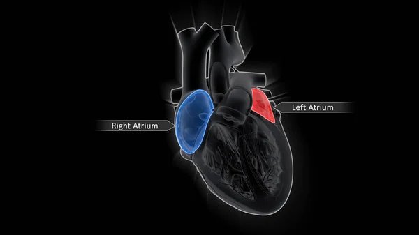 심방은 윗부분 미하는 심실은 미한다 Atria 산소가없는 수용기 역할을 심실은 — 스톡 사진
