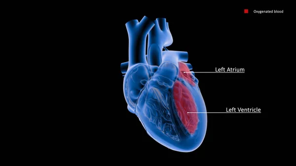 Atria Stand Upper Chambers Heart While Ventricles Lower Chambers Atria — Stock Photo, Image