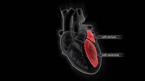 Передсердя Означає Верхні Камери Серця Шлуночки Нижні Атрія Діє Рецептори — стокове фото