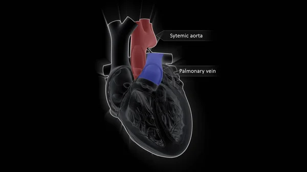 Artéria Pulmonar Transporta Sangue Coração Para Pulmões Veia Pulmonar Transporta — Fotografia de Stock