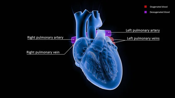 Πνευμονική Αρτηρία Μεταφέρει Αίμα Από Την Καρδιά Στους Πνεύμονες Και — Φωτογραφία Αρχείου