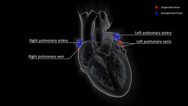 肺動脈は心臓から肺に血液を運び肺静脈は肺から心臓に血液を運ぶ — ストック写真