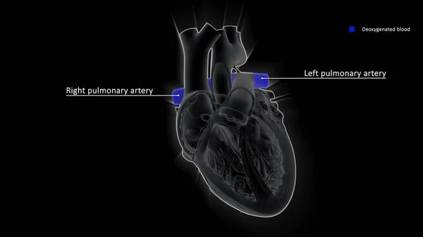 The pulmonary artery carries blood from the heart to the lungs and the pulmonary vein carries blood from the lungs to the heart.