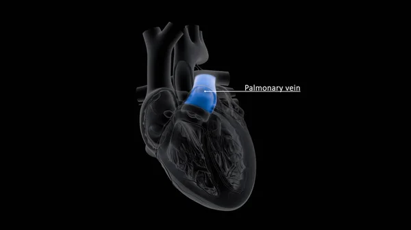 Veias Pulmonares São Veias Que Transferem Sangue Oxigenado Dos Pulmões — Fotografia de Stock