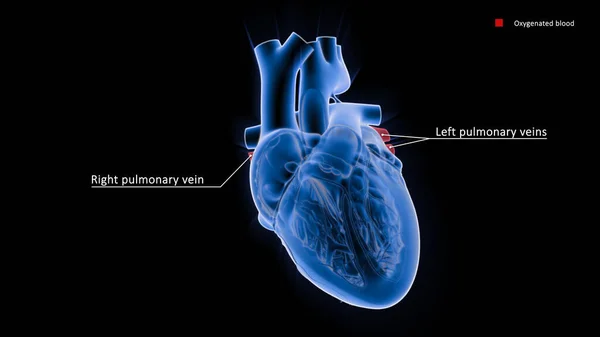 肺静脈は肺から心臓に酸素化された血を移す静脈である 最大の肺静脈は4つの主な肺静脈で それぞれの肺から2つずつ心臓の左房に排出されます — ストック写真