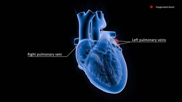 Las Venas Pulmonares Son Las Venas Que Transfieren Sangre Oxigenada — Foto de Stock