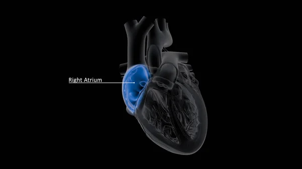 Right Atrium Receives Deoxygenated Blood Systemic Veins Left Atrium Receives — Stock Photo, Image