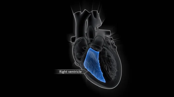 Ventricolo Destro Più Anteriore Delle Quattro Camere Cardiache Riceve Sangue — Foto Stock